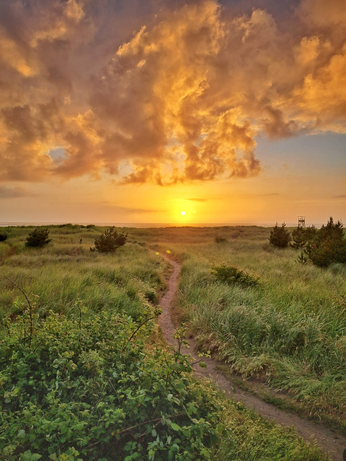 Nature Photo