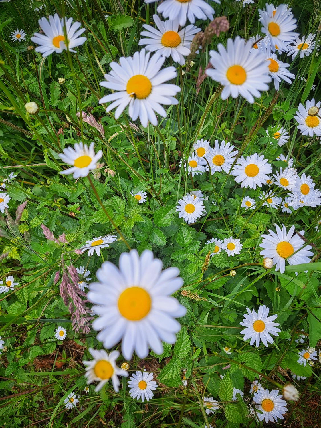 Nature Photo