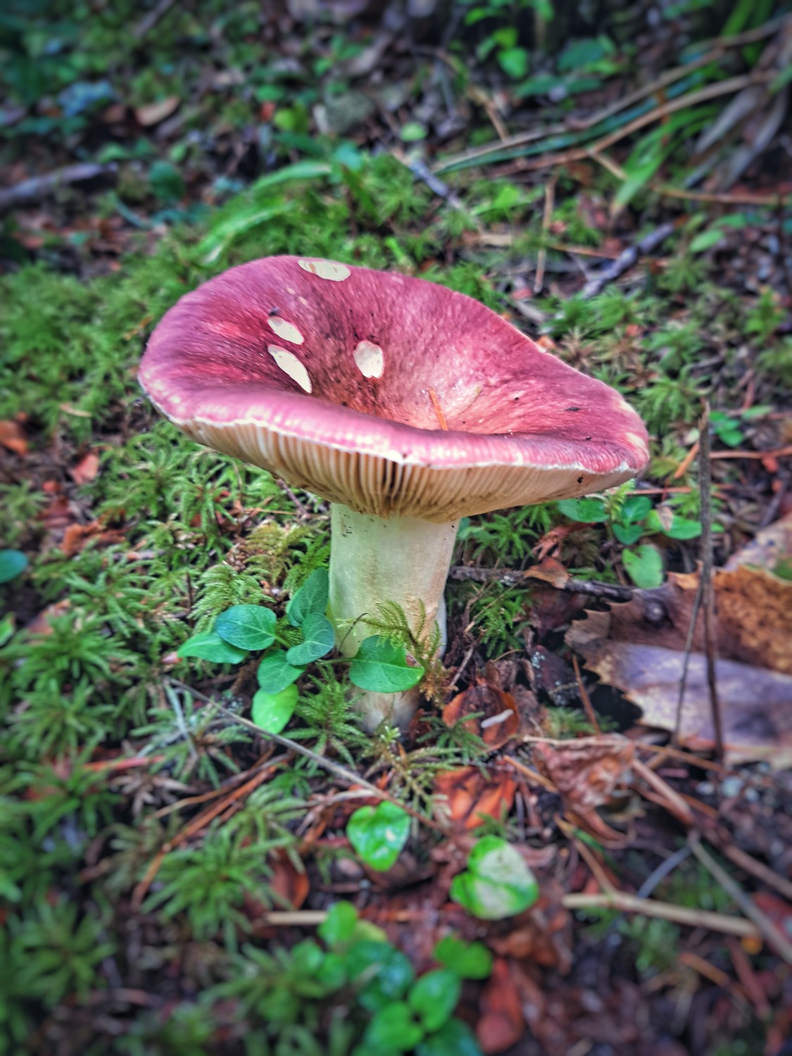 Nature Photo