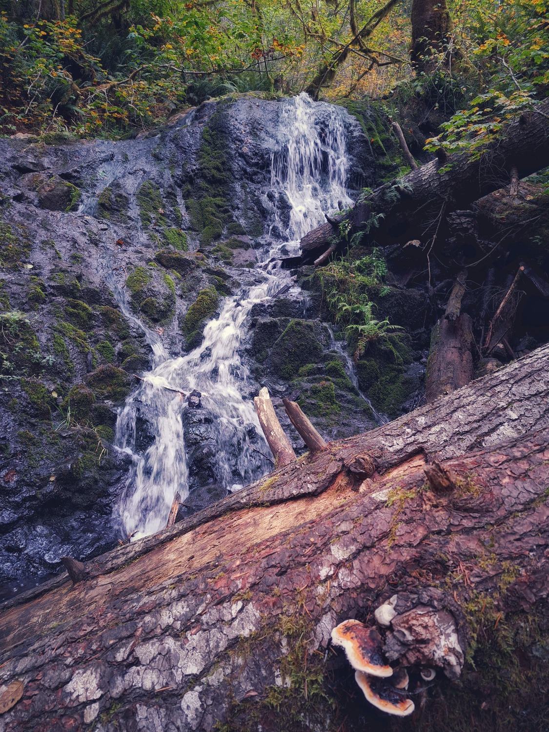 Nature Photo