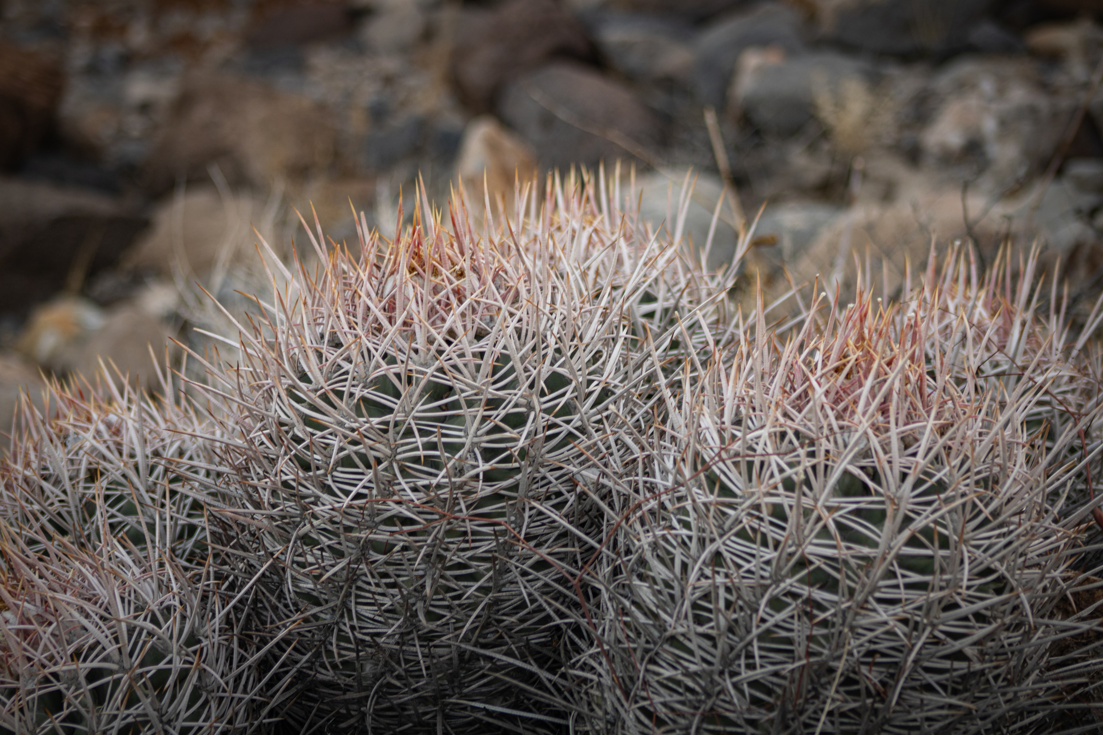 Nature Photo