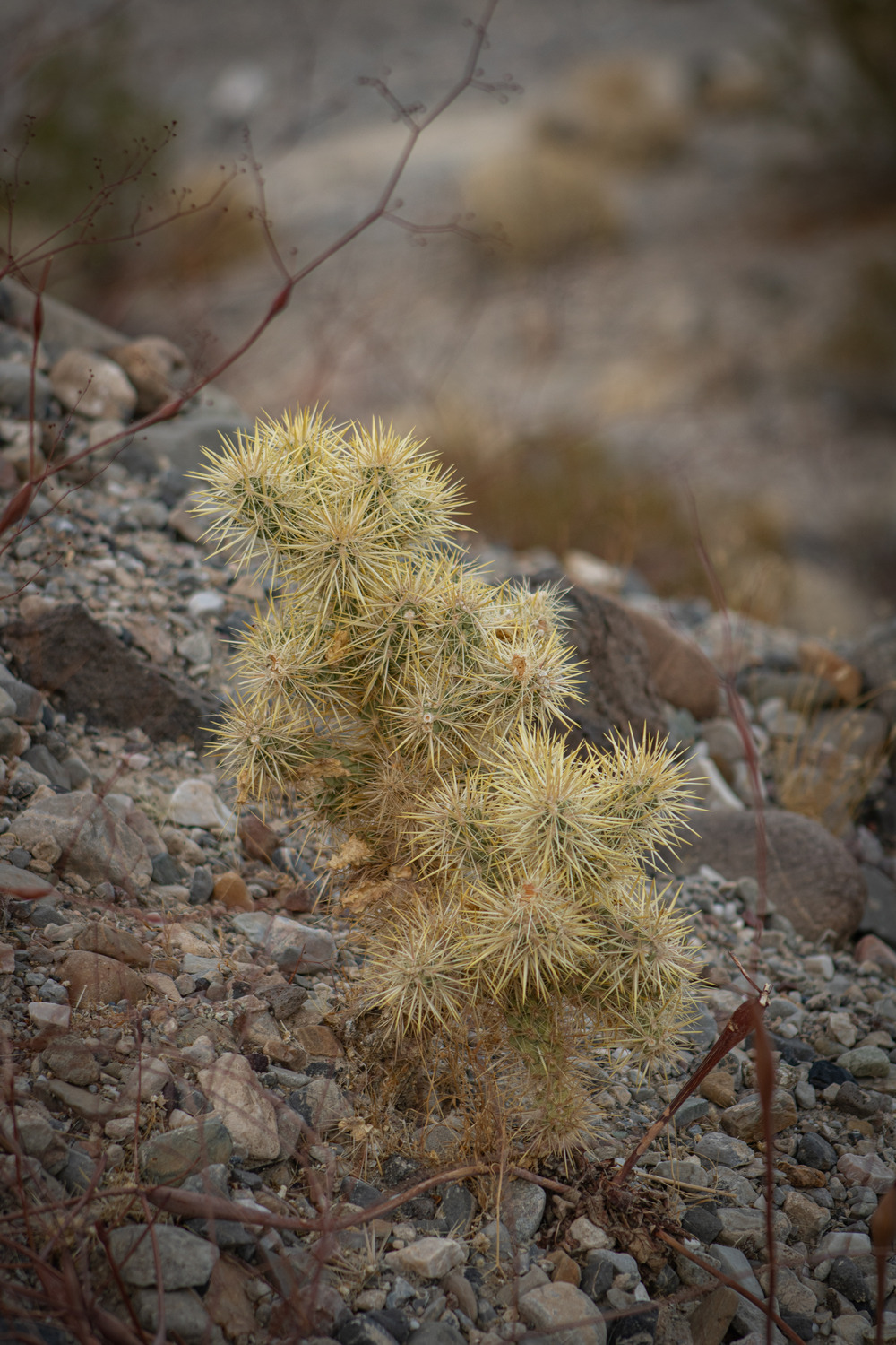 Nature Photo