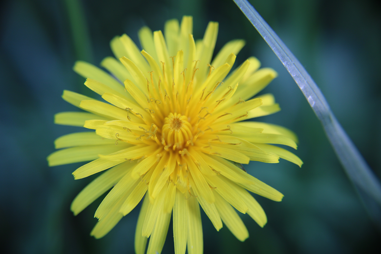 Macro photo of flower