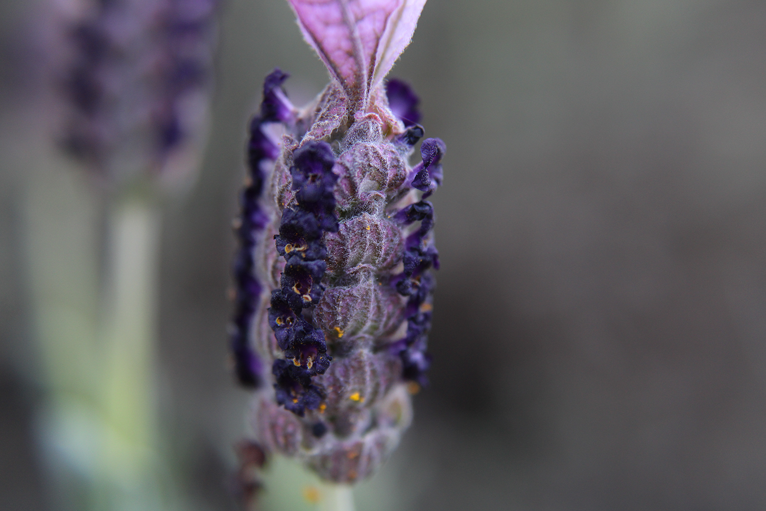 Macro photo of flower