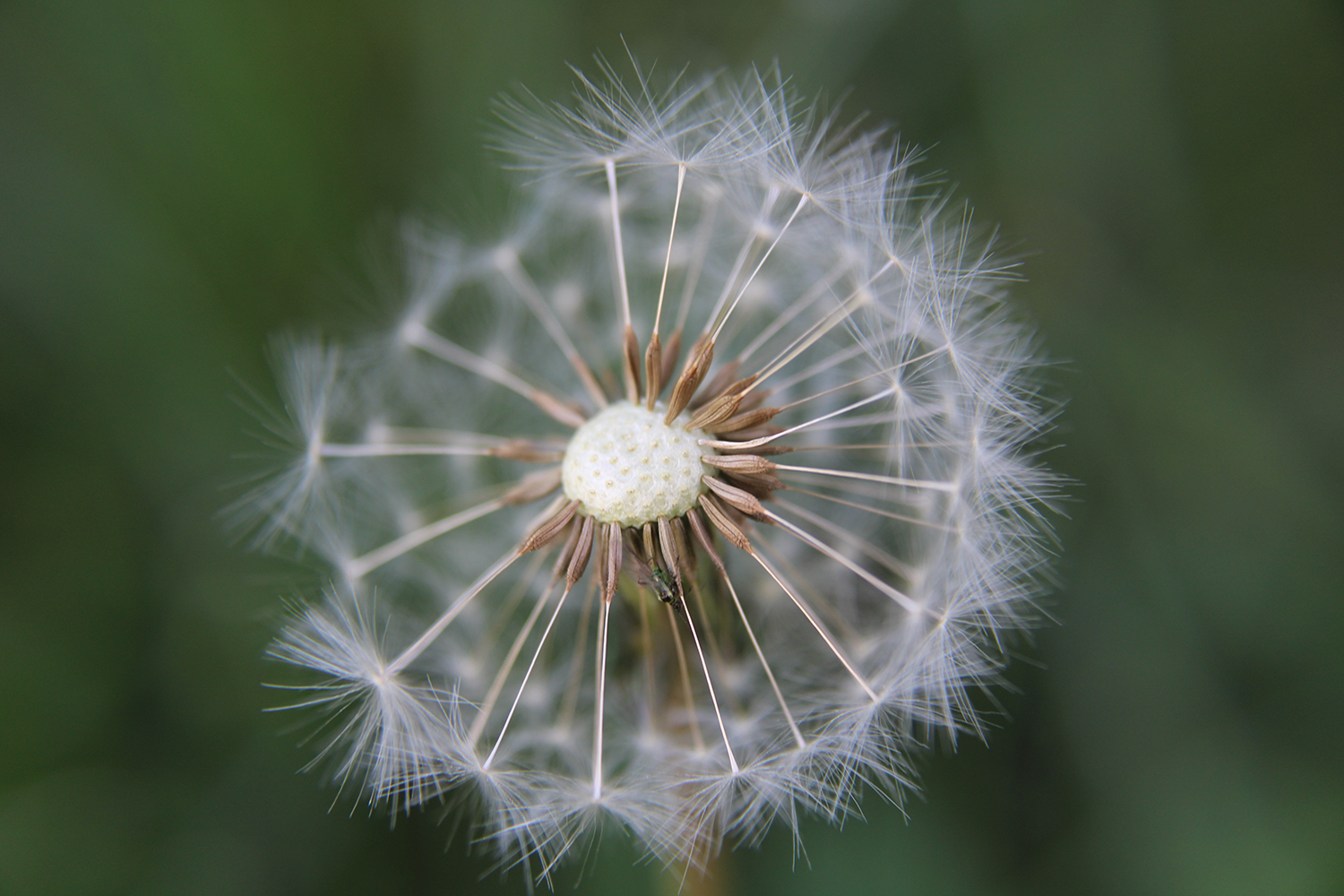 Macro photo of flower
